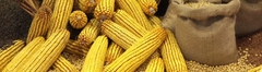 FOOD SUPPLY